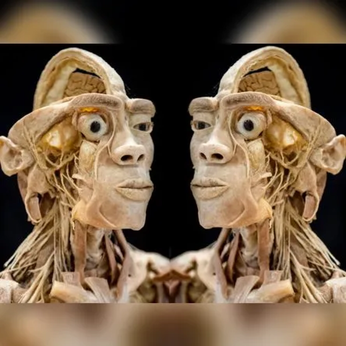 Real Human Bodies Experience